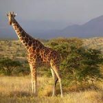 South Africa - Giraffe kills a girl, leaves the mother in critical condition